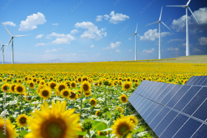 solar panels in a sunflower field with windmills